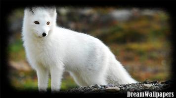 Arctic Fox Wallpaper capture d'écran 1