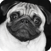 Pug Live Wallpaper simgesi