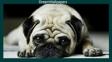 Pug Live Wallpaper Affiche