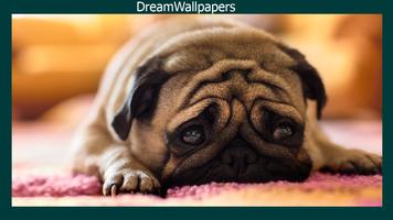 Pug Live Wallpaper スクリーンショット 1