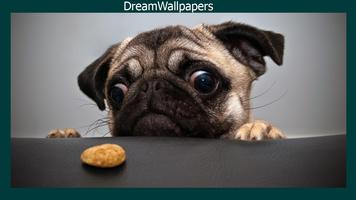 Pug Live Wallpaper Ekran Görüntüsü 2