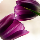 Purple Tulips Live Wallpaper APK