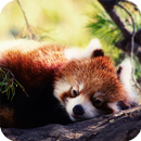 Red Panda Live Wallpaper APK