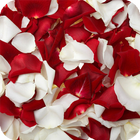 Icona Rose Petals Live Wallpaper