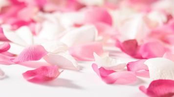 1 Schermata Rose Petals Live Wallpaper