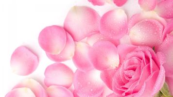 2 Schermata Rose Petals Live Wallpaper