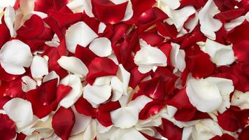 3 Schermata Rose Petals Live Wallpaper