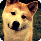 Shiba Inu Live Wallpaper أيقونة