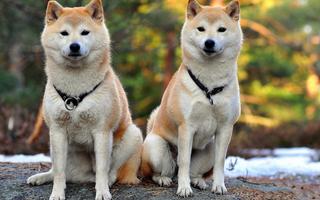 Shiba Inu Live Wallpaper 截图 1