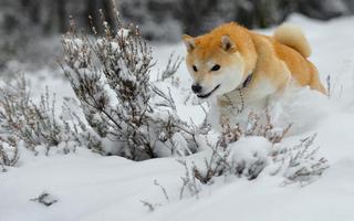 Shiba Inu Live Wallpaper capture d'écran 2