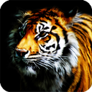 Tiger Animal Live Wallpaper APK