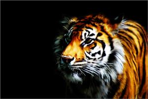 Tiger Animal Live Wallpaper Affiche