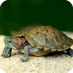 Turtle Wallpaper