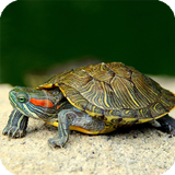 Turtle Wallpaper icon