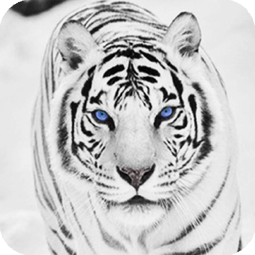 White Tiger Wallpaper