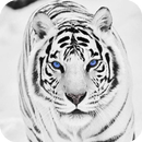 White Tiger Wallpaper APK