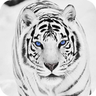 White Tiger Wallpaper icône