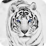 White Tiger Wallpaper icône