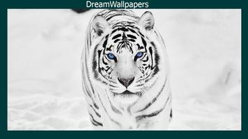 White Tiger Wallpaper Affiche