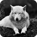 White Wolf Live Wallpaper APK