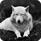 White Wolf Live Wallpaper Zeichen