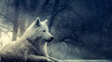 White Wolf Live Wallpaper Plakat