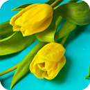 Yellow Tulips Live Wallpaper APK