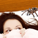 kill Spiders APK