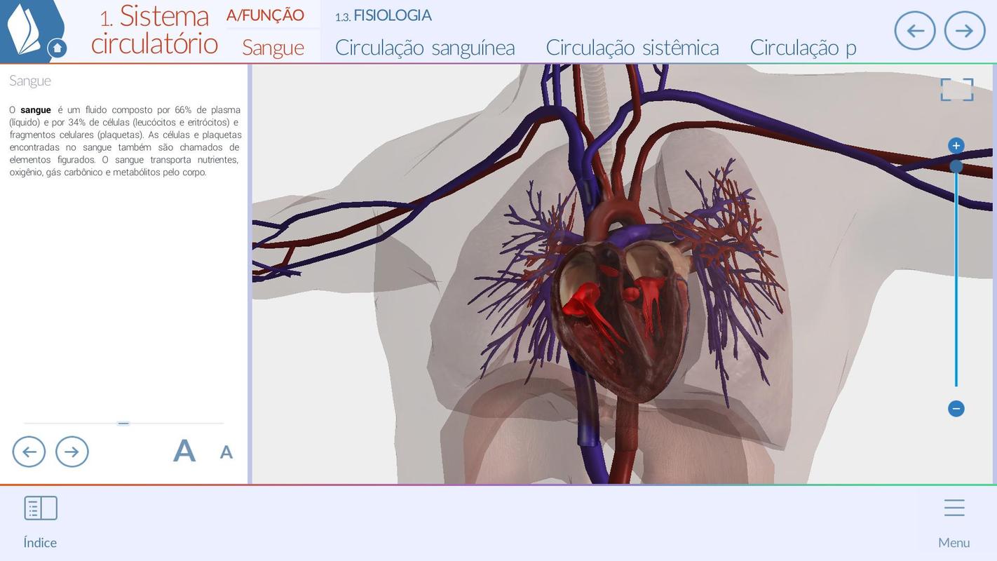 Anatomia corpo humano Anatomia corpo humano