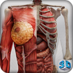Female 3d anatomy - VR Atlas