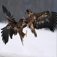 Eagle capture d'écran 3