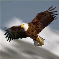 Eagle capture d'écran 2