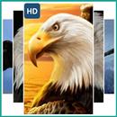 Eagle Wallpaper aplikacja