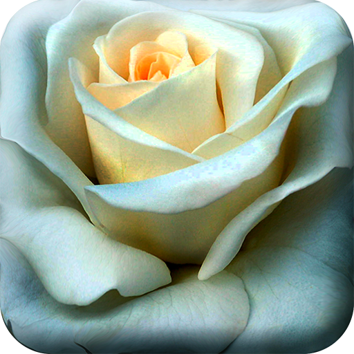 玫瑰花 - 動態桌布