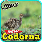 Canto Do Codorna Nordeste Top Mp3 biểu tượng