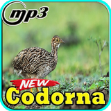 Canto Do Codorna Nordeste Top Mp3 biểu tượng