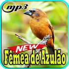 Canto Femea de Azulao Top Mp3 ícone