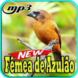 Canto Femea de Azulao Top Mp3-icoon