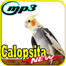 Canto de Calopsita Fiu Fiu Mp3 APK