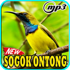 Kicau Burung Sogok Ontong Mp3 icône