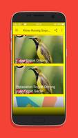 Kicau Burung Sogok Ontong Mp3 poster