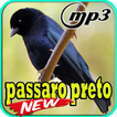 Passaro Preto Canto Mateiro Mineiro Mp3