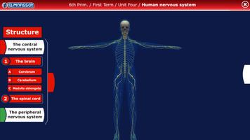 El-Moasser The Nervous System 6-Prim पोस्टर