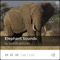 Elephant Sounds poster