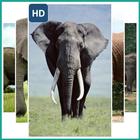 Elephant Wallpaper 图标