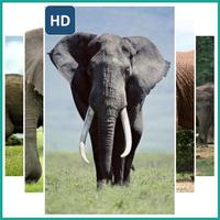 Elephant Wallpaper Cartaz