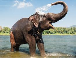 Elephant Wallpaper ภาพหน้าจอ 3