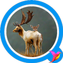 Elk Sounds APK