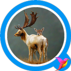 Elk Sounds icône