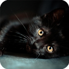 Black Cats Wallpaper آئیکن